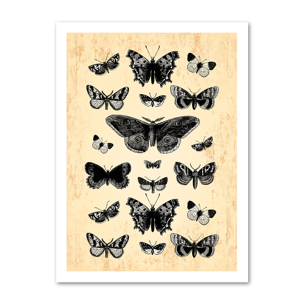 Butterflies_in_the_night