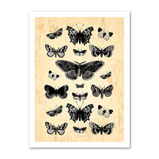 Butterflies_in_the_night